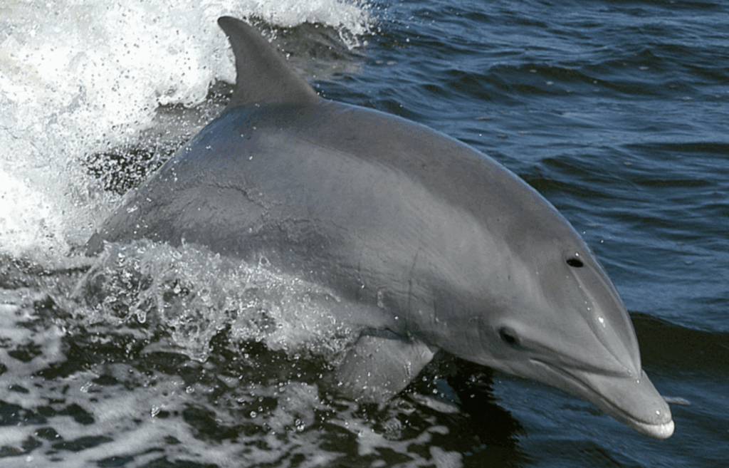 delfin butlonosy